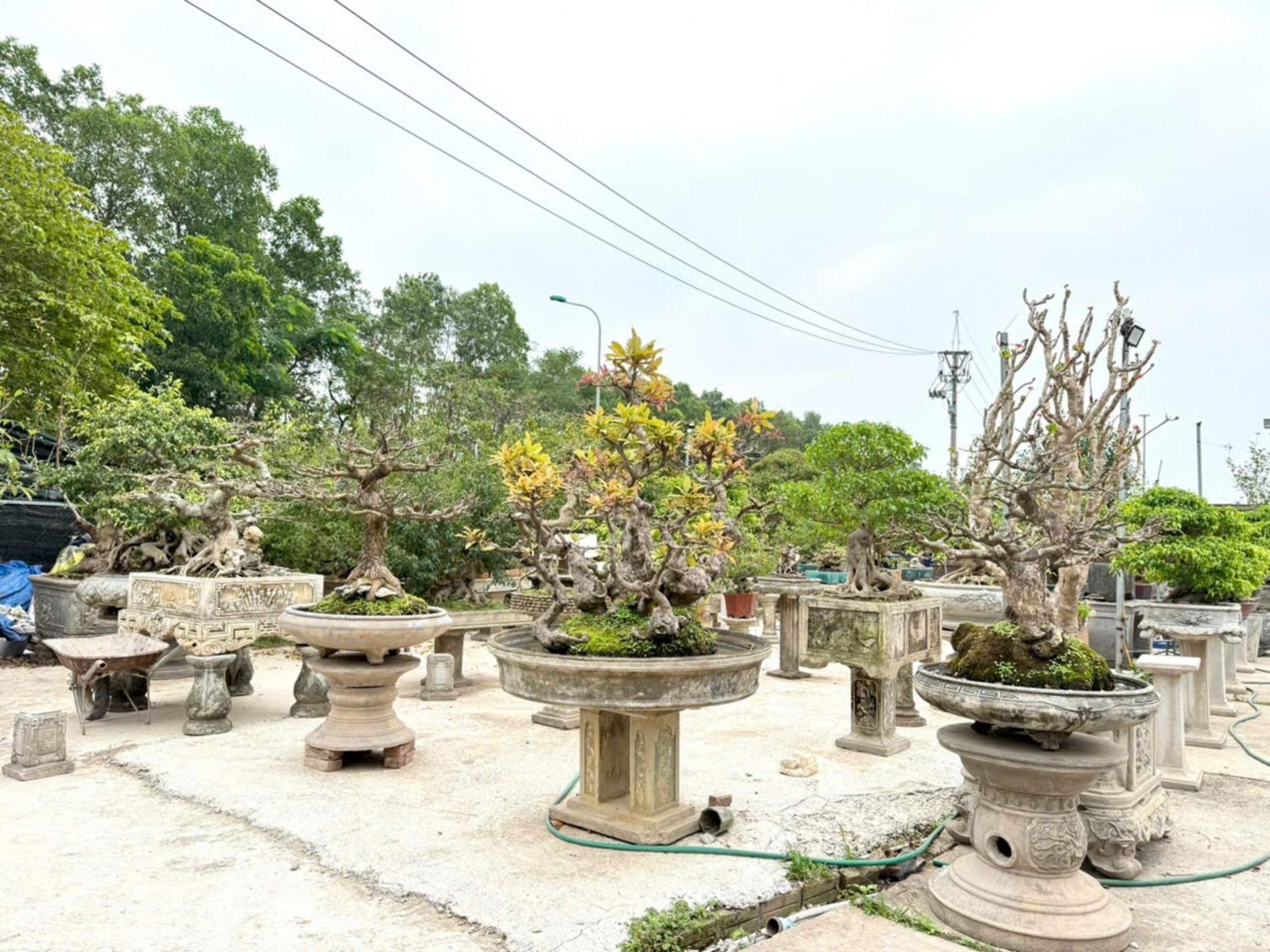 Nhà vườn Vân Đông Anh: Hành trình 15 năm bền bỉ đi tìm giá trị bonsai