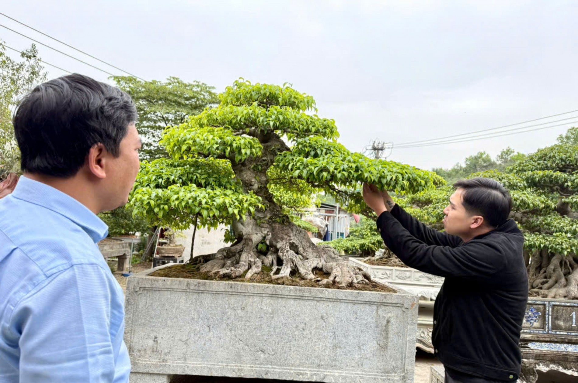 Nhà vườn Vân Đông Anh: Hành trình 15 năm bền bỉ đi tìm giá trị bonsai