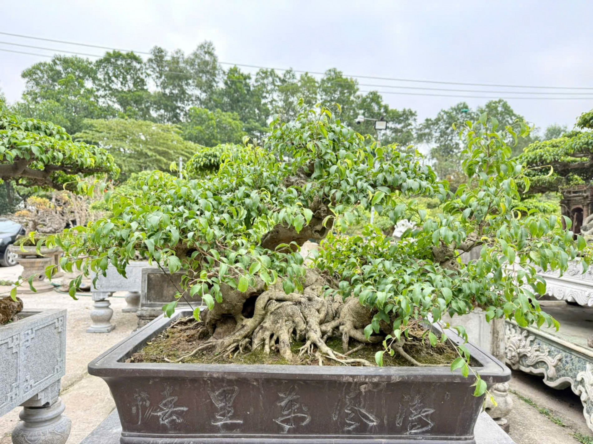 Nhà vườn Vân Đông Anh: Hành trình 15 năm bền bỉ đi tìm giá trị bonsai