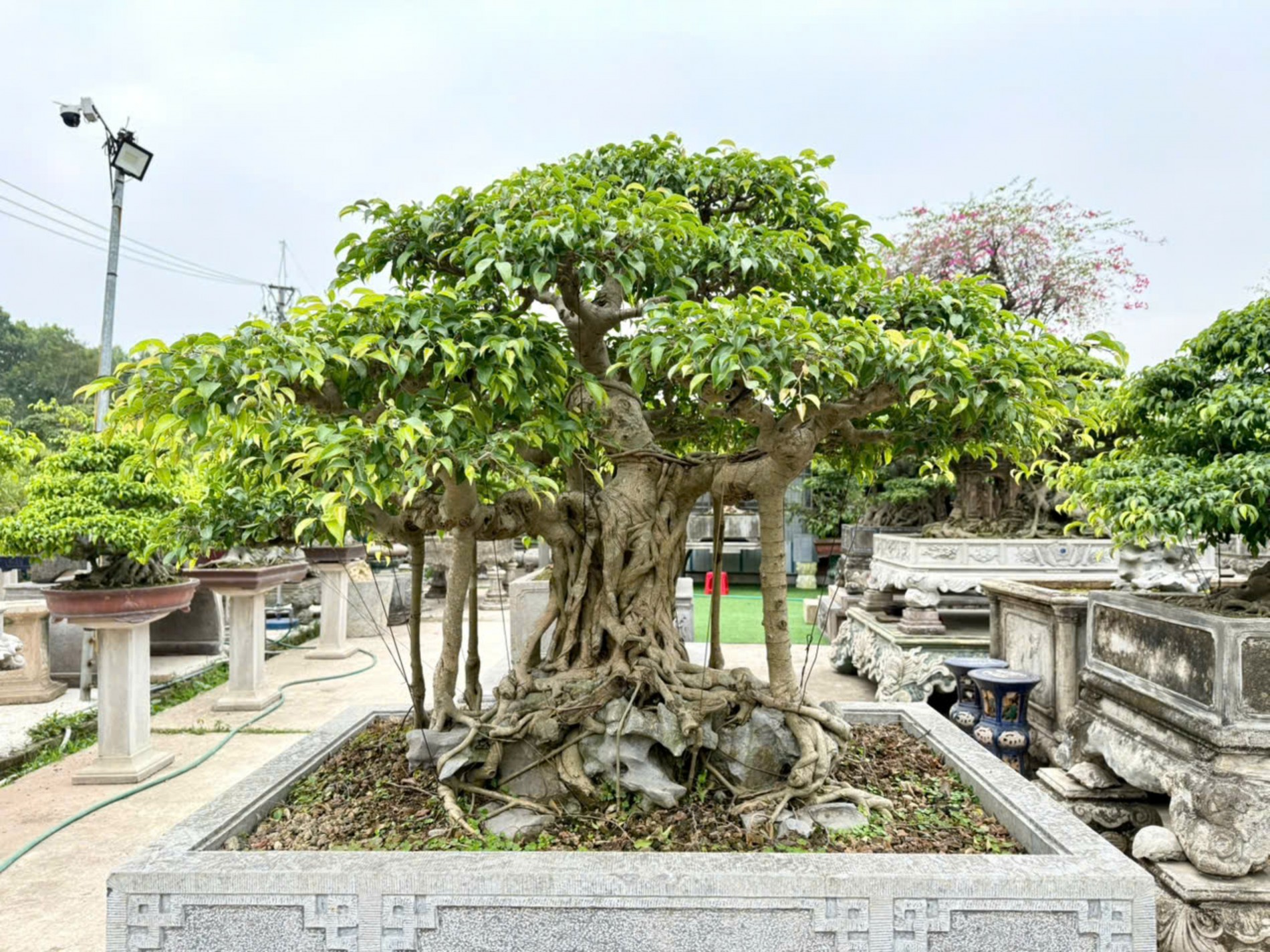 Nhà vườn Vân Đông Anh: Hành trình 15 năm bền bỉ đi tìm giá trị bonsai