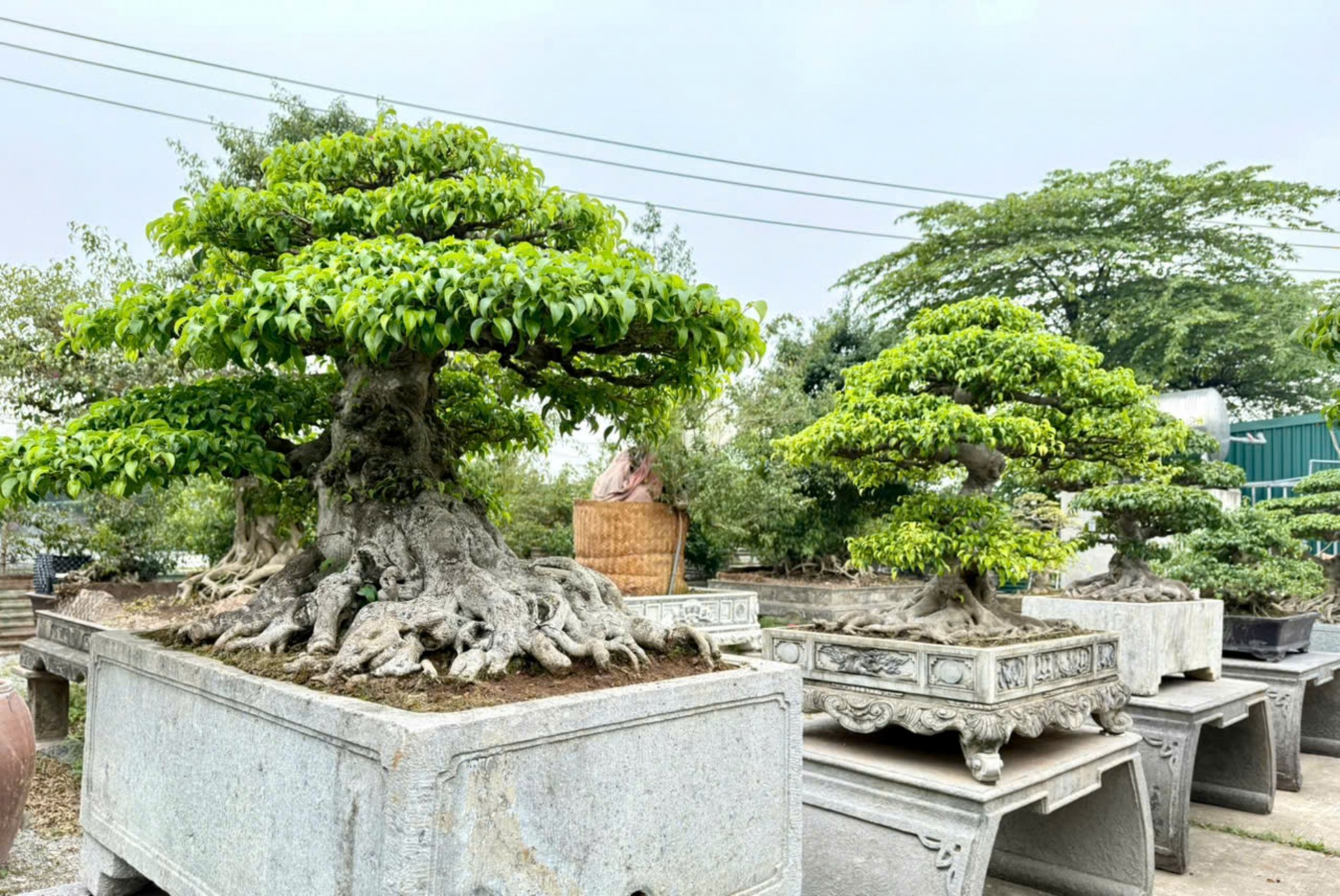 Nhà vườn Vân Đông Anh: Hành trình 15 năm bền bỉ đi tìm giá trị bonsai