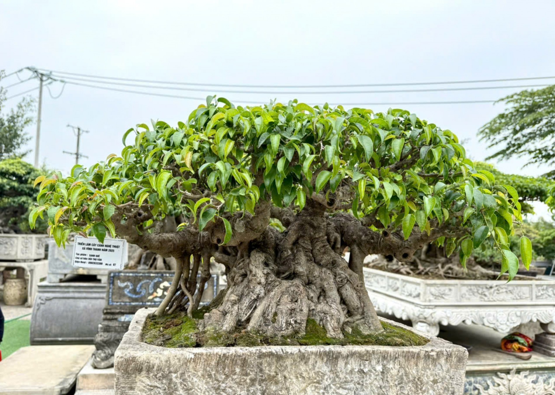 Nhà vườn Vân Đông Anh: Hành trình 15 năm bền bỉ đi tìm giá trị bonsai