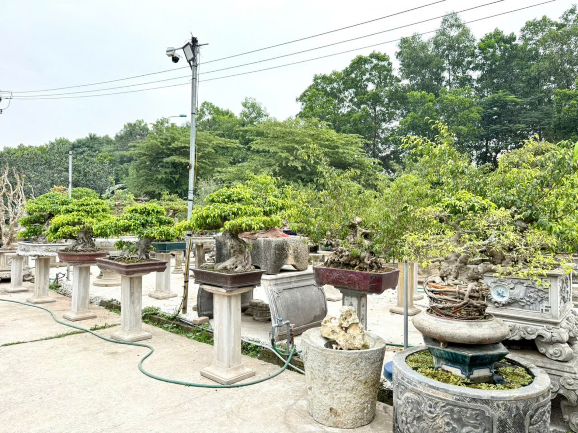 Nhà vườn Vân Đông Anh: Hành trình 15 năm bền bỉ đi tìm giá trị bonsai