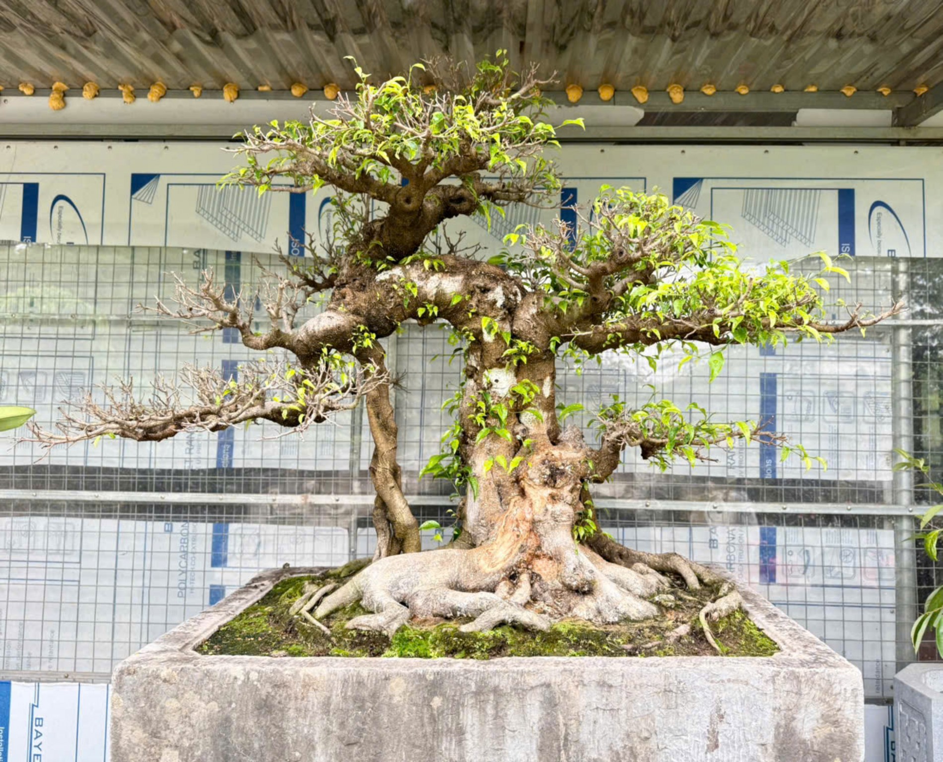 Nhà vườn Vân Đông Anh: Hành trình 15 năm bền bỉ đi tìm giá trị bonsai