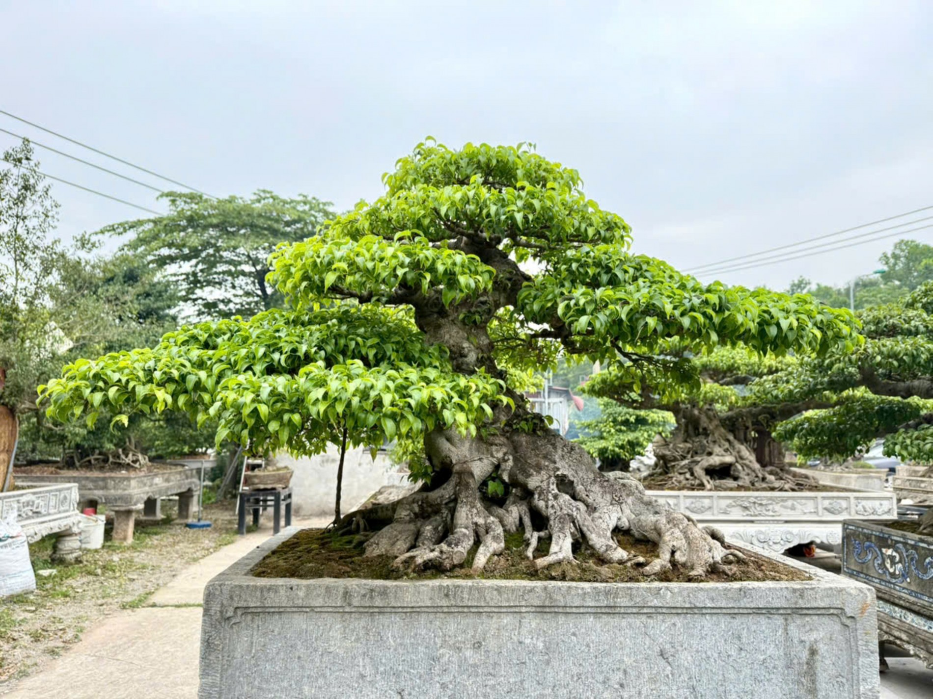 Nhà vườn Vân Đông Anh: Hành trình 15 năm bền bỉ đi tìm giá trị bonsai