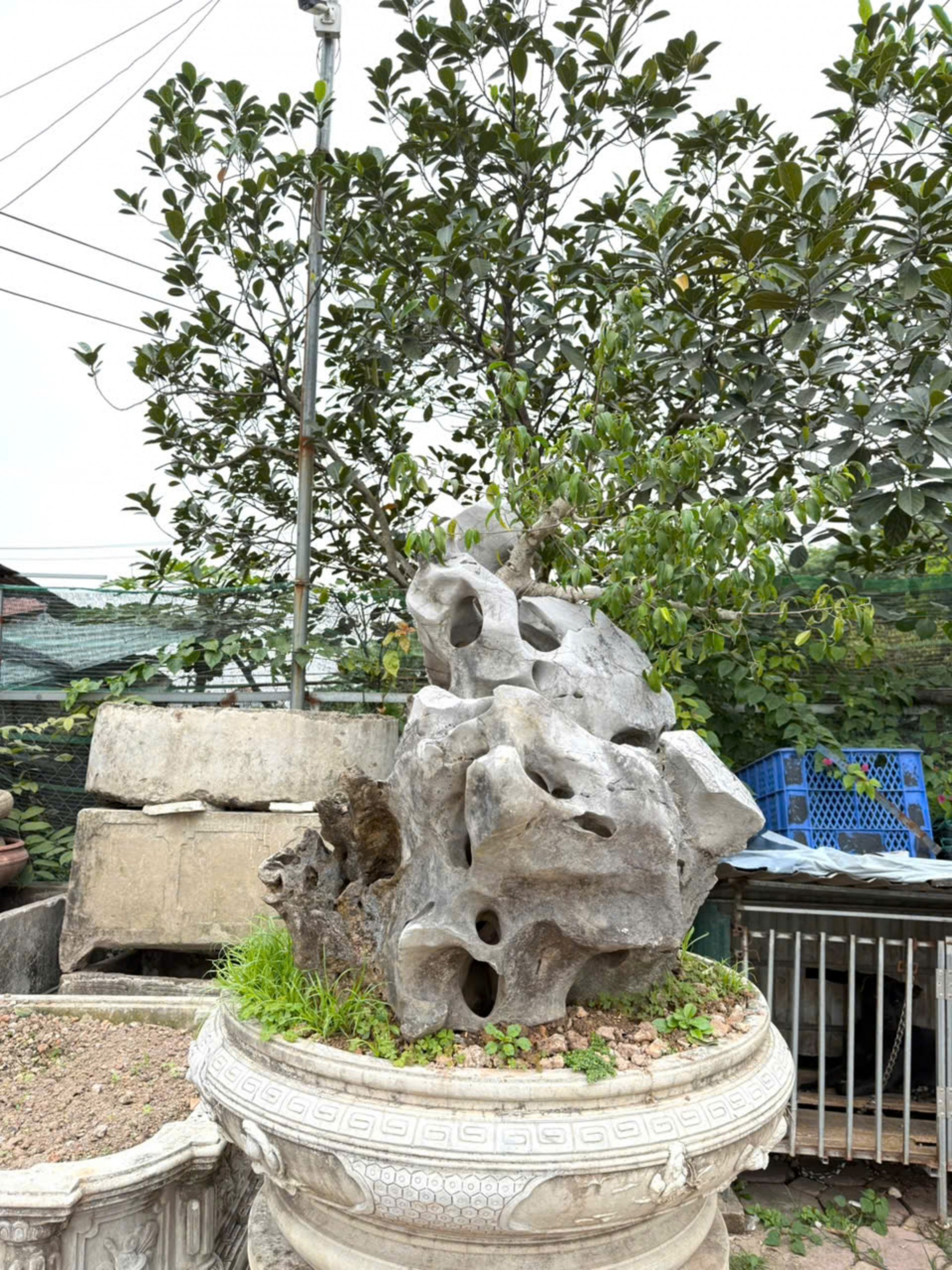 Nhà vườn Vân Đông Anh: Hành trình 15 năm bền bỉ đi tìm giá trị bonsai