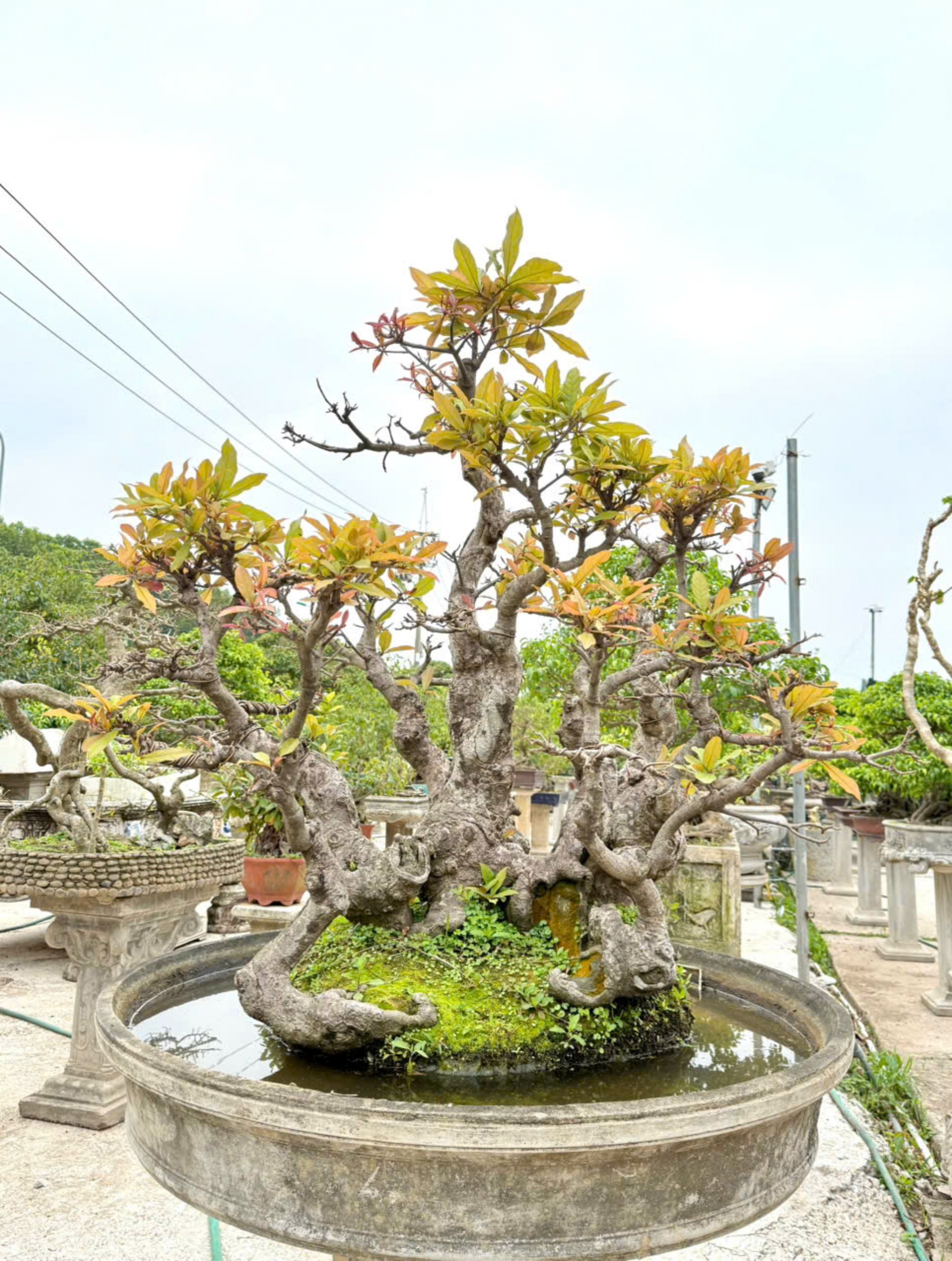 Nhà vườn Vân Đông Anh: Hành trình 15 năm bền bỉ đi tìm giá trị bonsai