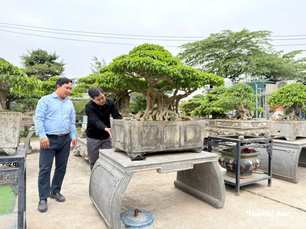 Nhà vườn Vân Đông Anh: Hành trình 15 năm bền bỉ đi tìm giá trị bonsai Nhà vườn Vân Đông Anh: Hành trình 15 năm bền bỉ đi tìm giá trị bonsai