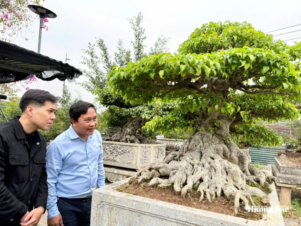 Nhà vườn Vân Đông Anh: Hành trình 15 năm bền bỉ đi tìm giá trị bonsai Nhà vườn Vân Đông Anh: Hành trình 15 năm bền bỉ đi tìm giá trị bonsai