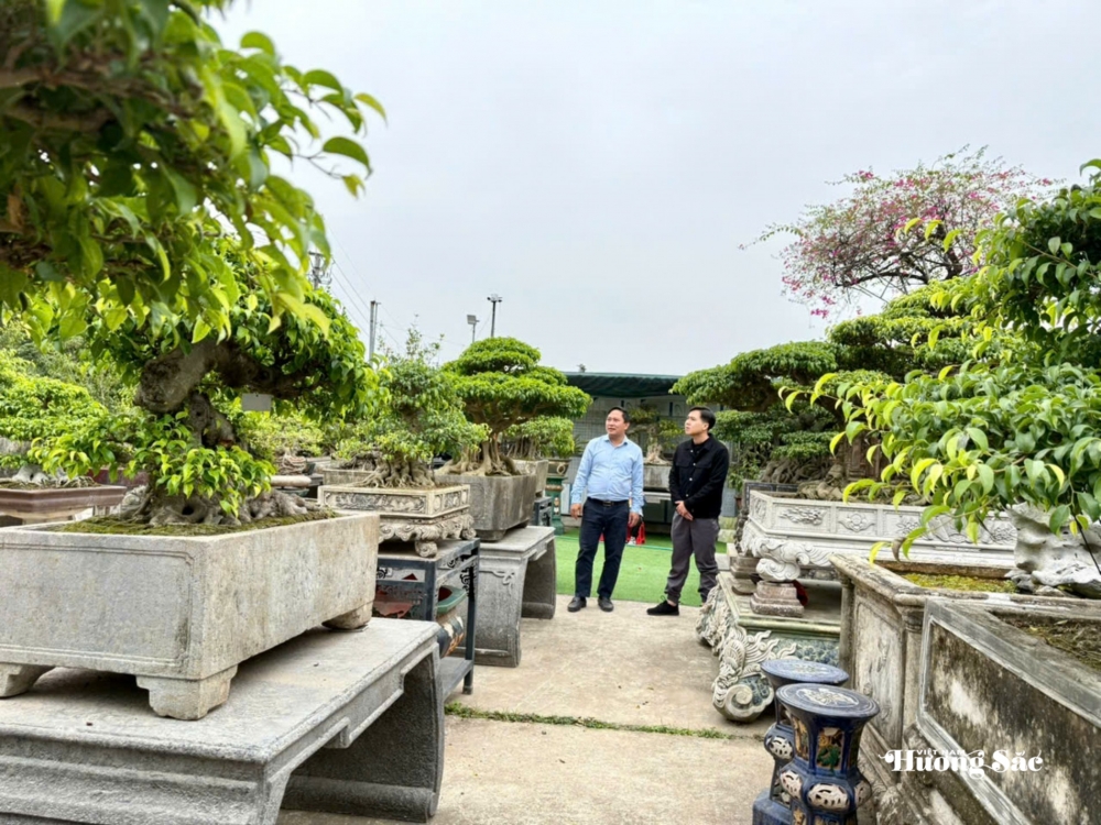 Nhà vườn Vân Đông Anh: Hành trình 15 năm bền bỉ đi tìm giá trị bonsai Nhà vườn Vân Đông Anh: Hành trình 15 năm bền bỉ đi tìm giá trị bonsai