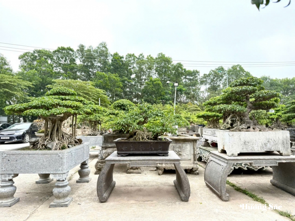 Nhà vườn Vân Đông Anh: Hành trình 15 năm bền bỉ đi tìm giá trị bonsai Nhà vườn Vân Đông Anh: Hành trình 15 năm bền bỉ đi tìm giá trị bonsai