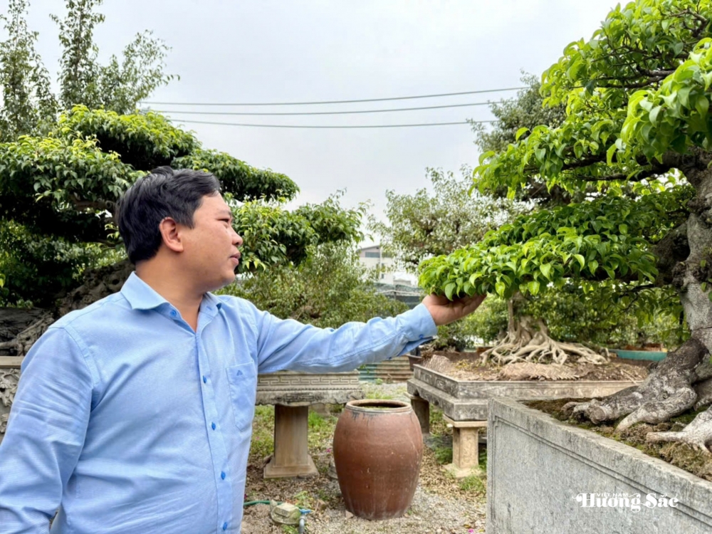 Nhà vườn Vân Đông Anh: Hành trình 15 năm bền bỉ đi tìm giá trị bonsai Nhà vườn Vân Đông Anh: Hành trình 15 năm bền bỉ đi tìm giá trị bonsai