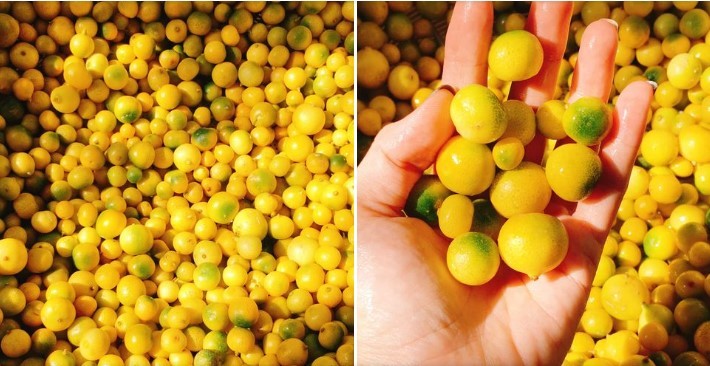 Thuần hóa cây dại vùng mây mù, nông dân Mẫu Sơn mở hướng làm kinh tế xanh Thuần hóa cây dại vùng mây mù, nông dân Mẫu Sơn mở hướng làm kinh tế xanh