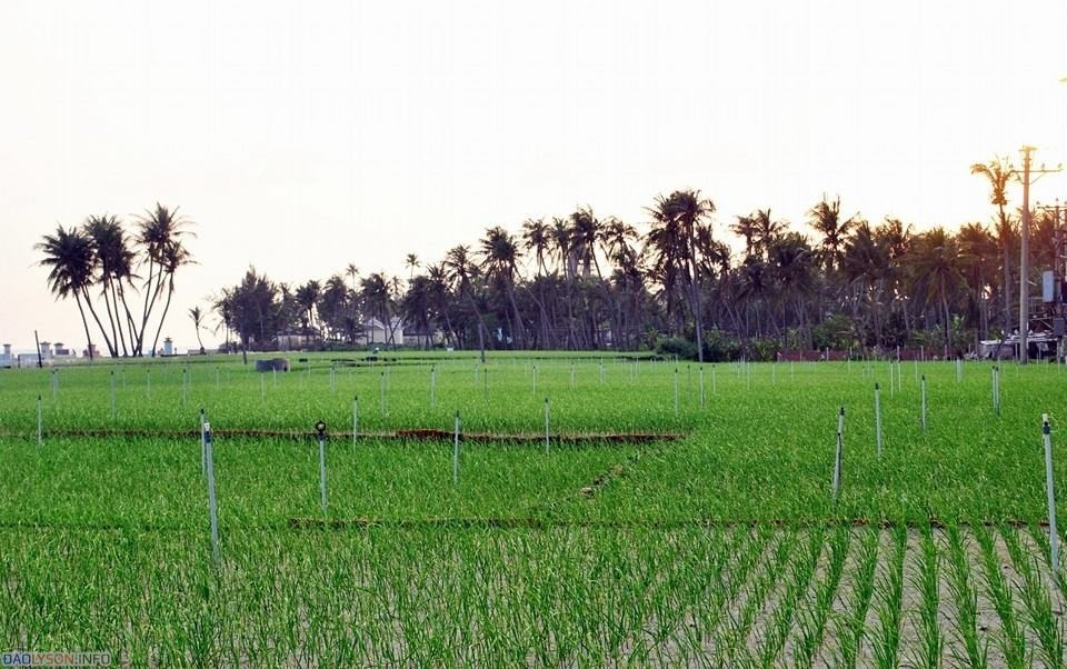 Hòn đảo nhỏ bé của miền Trung này được “chọn mặt gửi vàng” thành Khu du lịch quốc gia giai đoạn 2021–2030