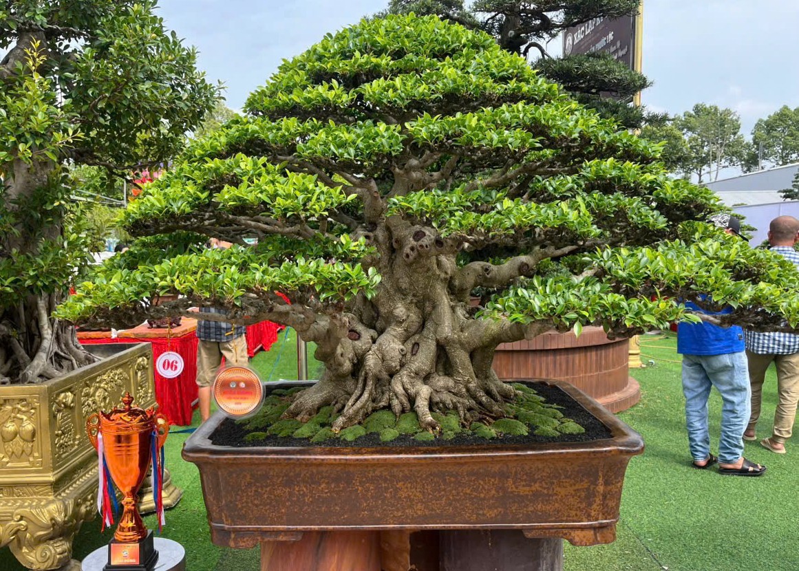 Tài năng trẻ giành 8 giải thưởng tại Hội thi Bonsai Festival Hoa kiểng Sa Đéc 2025 Tài năng trẻ giành 8 giải thưởng tại Hội thi Bonsai Festival Hoa kiểng Sa Đéc 2025