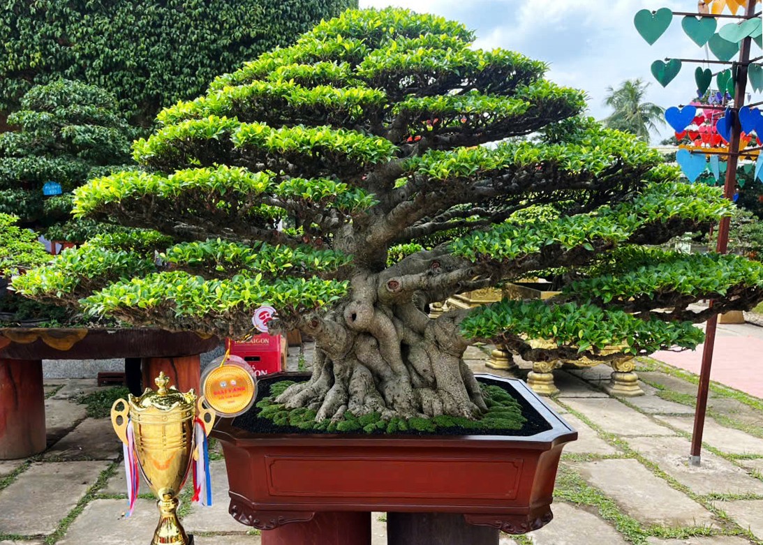 Tài năng trẻ giành 8 giải thưởng tại Hội thi Bonsai Festival Hoa kiểng Sa Đéc 2025 Tài năng trẻ giành 8 giải thưởng tại Hội thi Bonsai Festival Hoa kiểng Sa Đéc 2025