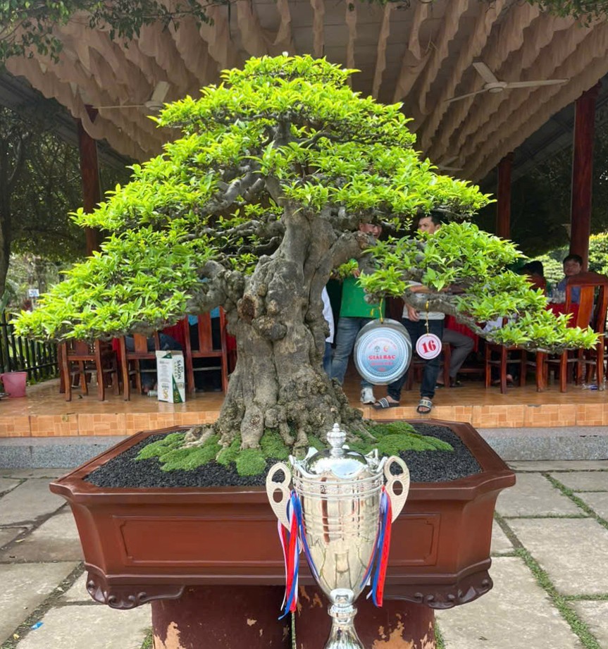 Tài năng trẻ giành 8 giải thưởng tại Hội thi Bonsai Festival Hoa kiểng Sa Đéc 2025 Tài năng trẻ giành 8 giải thưởng tại Hội thi Bonsai Festival Hoa kiểng Sa Đéc 2025