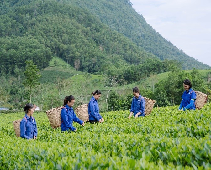 Trà Thái Nguyên và khát vọng vươn tầm thế giới Trà Thái Nguyên và khát vọng vươn tầm thế giới