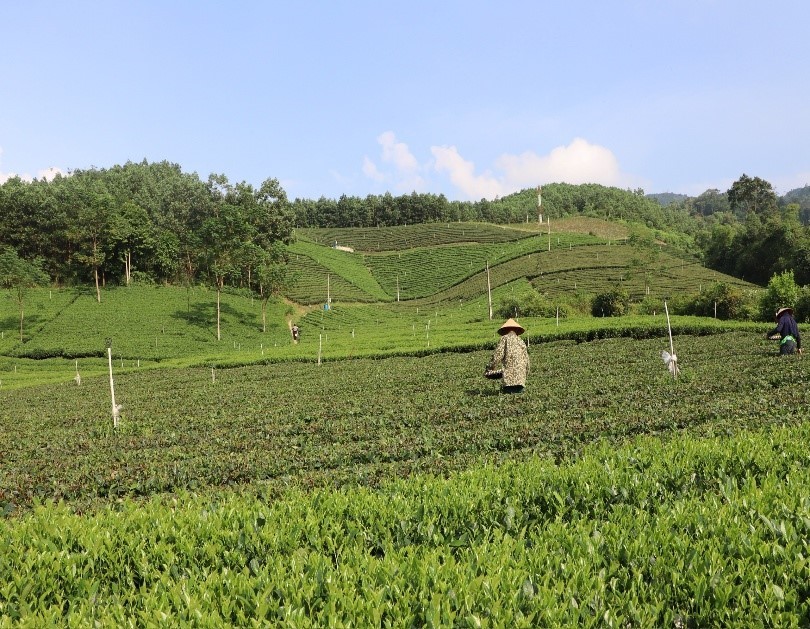 Trà Thái Nguyên và khát vọng vươn tầm thế giới Trà Thái Nguyên và khát vọng vươn tầm thế giới