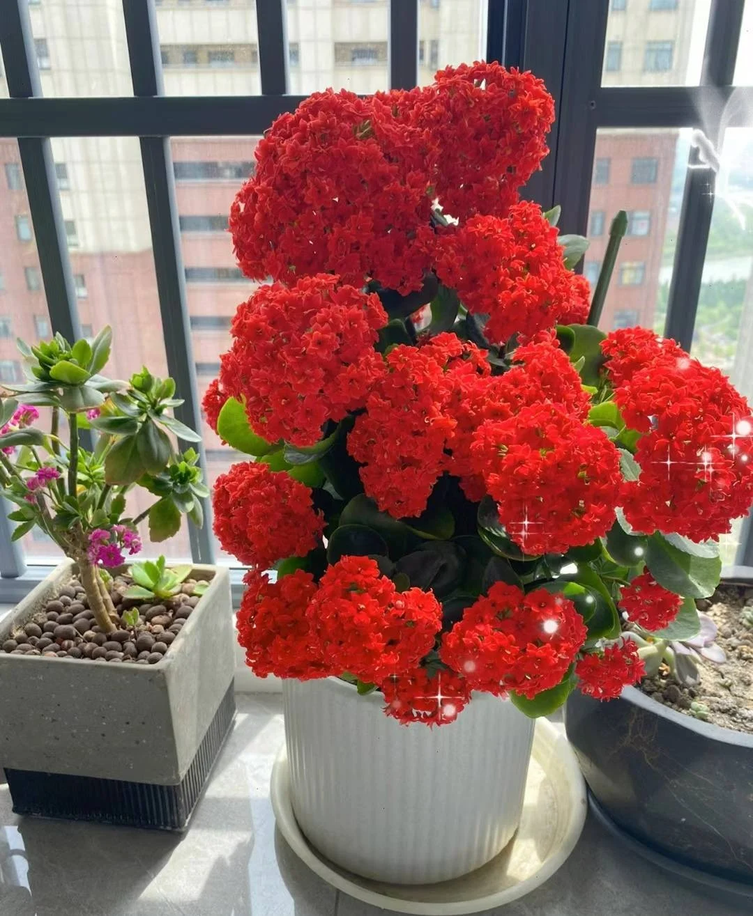5 cây cảnh nên trồng trong nhà, vừa tốt cho sức khỏe vừa hút lộc bốn phương 5 cây cảnh nên trồng trong nhà, vừa tốt cho sức khỏe vừa hút lộc bốn phương