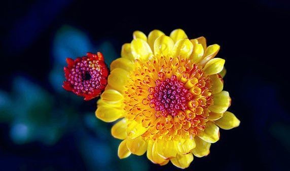 10 danh cúc của Trung Quốc – Biểu tượng thẩm mỹ trong nghệ thuật chơi hoa