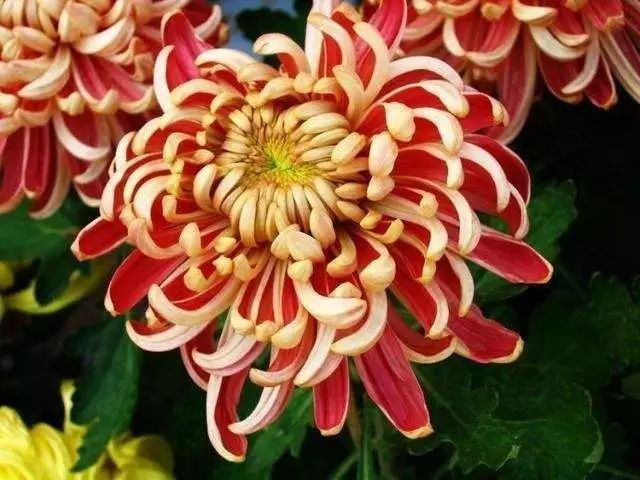 10 danh cúc của Trung Quốc – Biểu tượng thẩm mỹ trong nghệ thuật chơi hoa