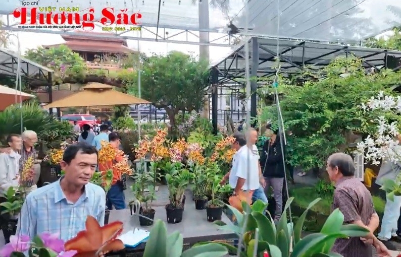 Hội SVC TP Cần Thơ: Câu lạc bộ Hoa Lan tổ chức Hội thi Hoa Lan mở rộng