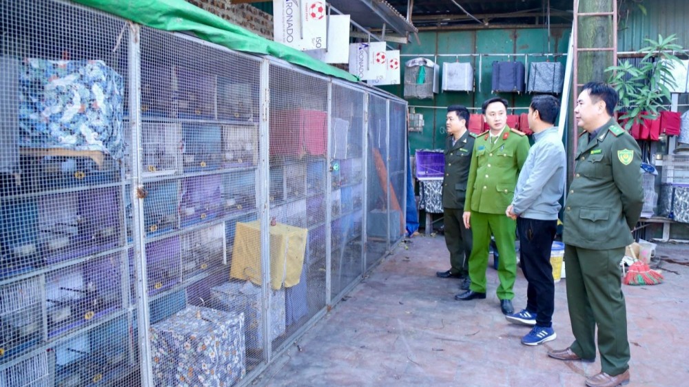 Bắc Ninh: Phát hiện cơ sở nuôi trái phép 207 cá thể chim chào mào Bắc Ninh: Phát hiện cơ sở nuôi trái phép 207 cá thể chim chào mào