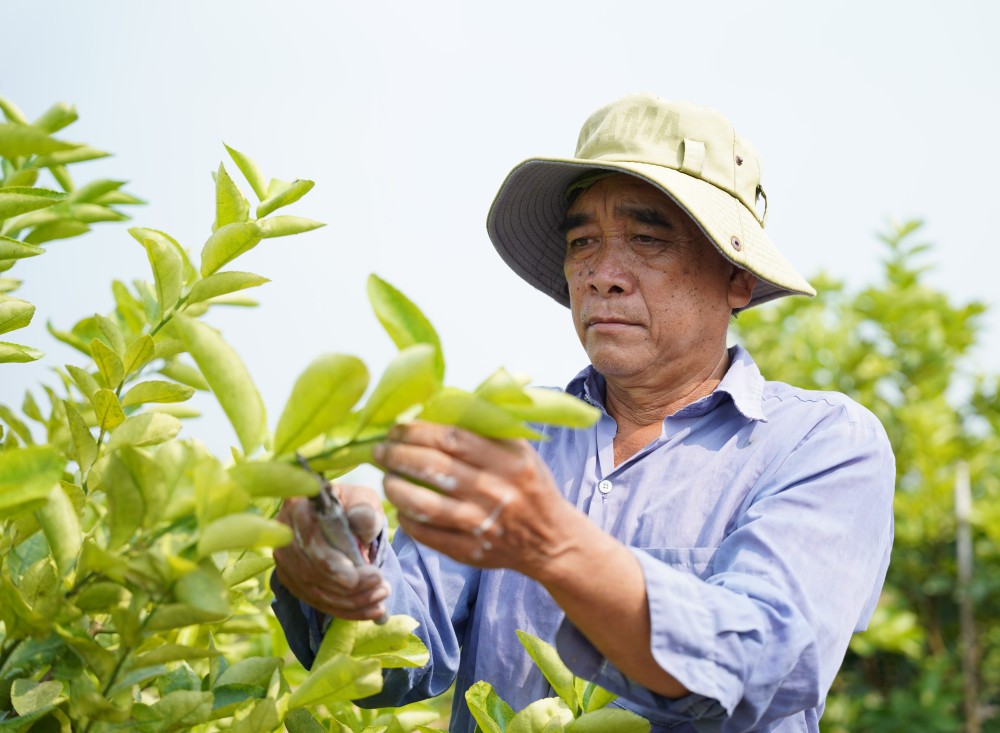 Trồng chanh VietGAP thu nhập 400 triệu đồng mỗi năm ở vùng biên