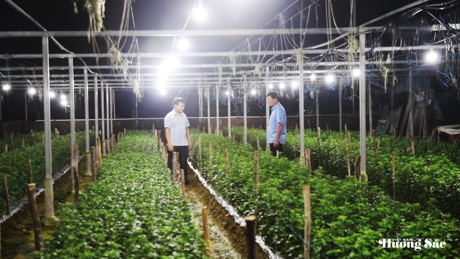 Hà Tĩnh: Nông dân chong đèn xuyên đêm giữ hoa nở đúng Tết Hà Tĩnh: Nông dân chong đèn xuyên đêm giữ hoa nở đúng Tết
