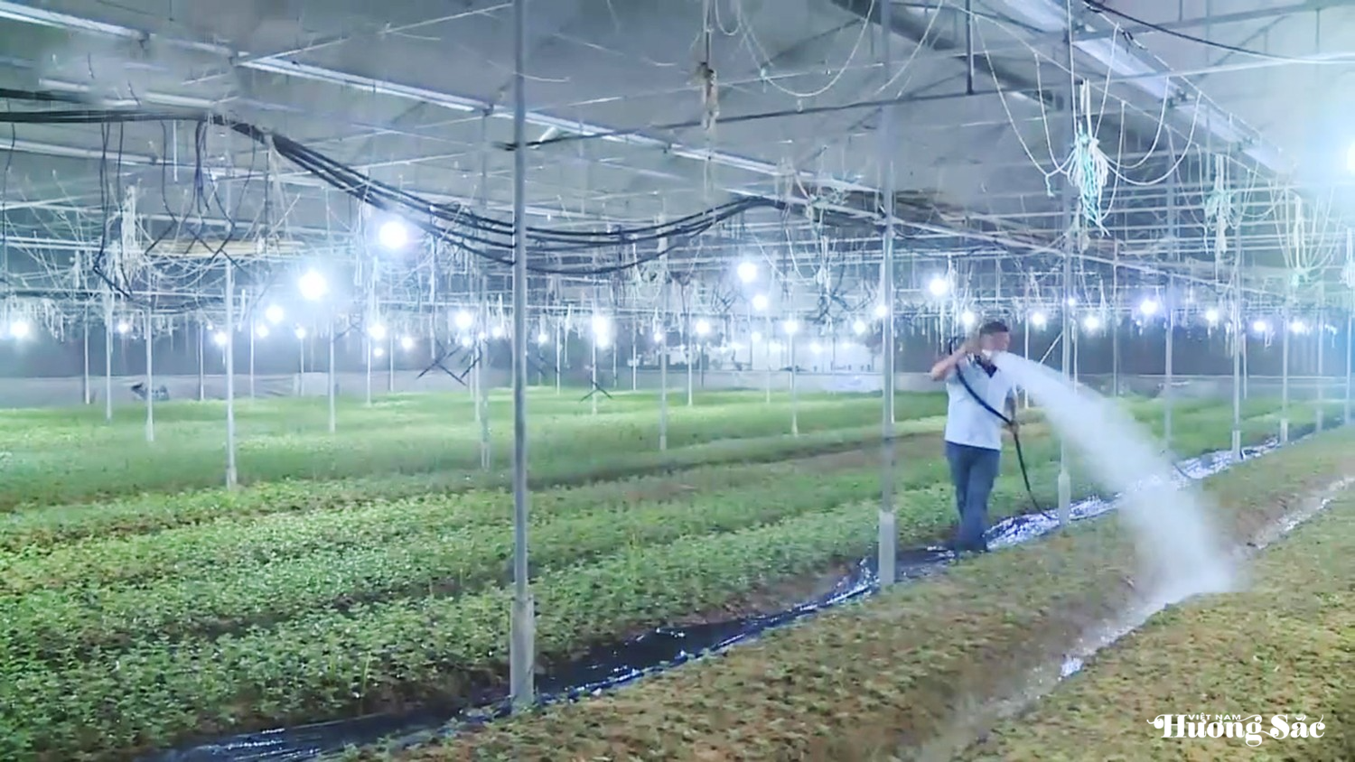 Hà Tĩnh: Nông dân chong đèn xuyên đêm giữ hoa nở đúng Tết Hà Tĩnh: Nông dân chong đèn xuyên đêm giữ hoa nở đúng Tết