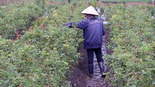 Lội bùn cứu hoa sau bão lũ, làng hoa Tây Tựu gượng dậy cho một mùa Tết 2026 Lội bùn cứu hoa sau bão lũ, làng hoa Tây Tựu gượng dậy cho một mùa Tết 2026