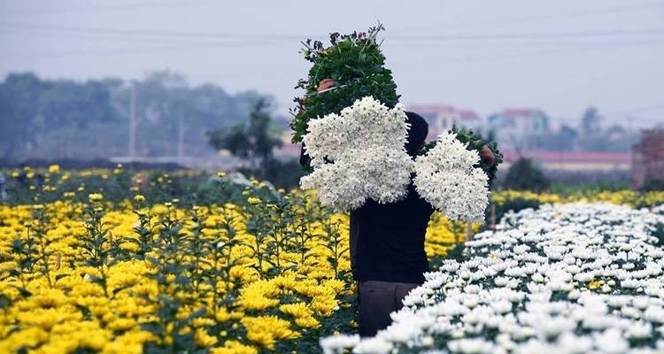 Lội bùn cứu hoa sau bão lũ, làng hoa Tây Tựu gượng dậy cho một mùa Tết 2026 Lội bùn cứu hoa sau bão lũ, làng hoa Tây Tựu gượng dậy cho một mùa Tết 2026