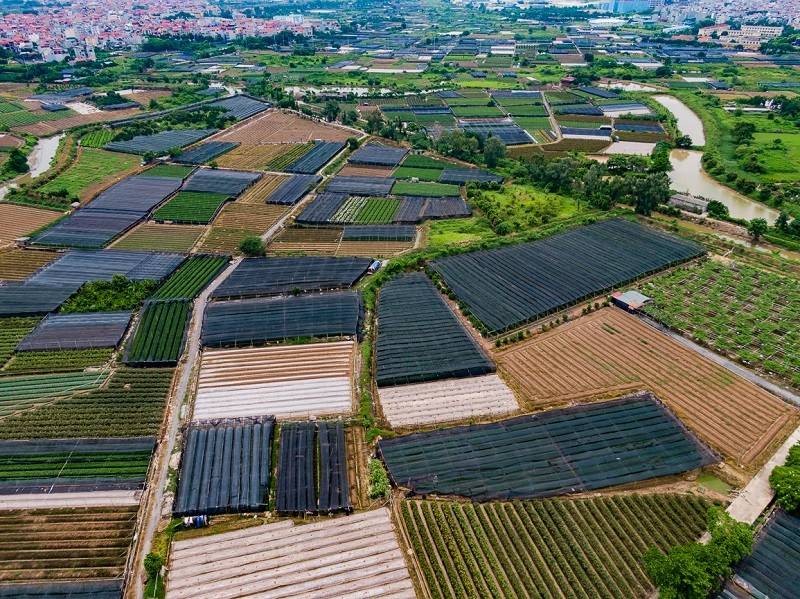 Lội bùn cứu hoa sau bão lũ, làng hoa Tây Tựu gượng dậy cho một mùa Tết 2026 Lội bùn cứu hoa sau bão lũ, làng hoa Tây Tựu gượng dậy cho một mùa Tết 2026