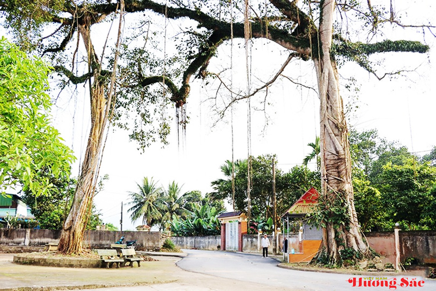 Bộ rễ cây đa cổ thụ hóa thân thành cổng làng – dấu ấn làng quê Việt Bộ rễ cây đa cổ thụ hóa thân thành cổng làng – dấu ấn làng quê Việt