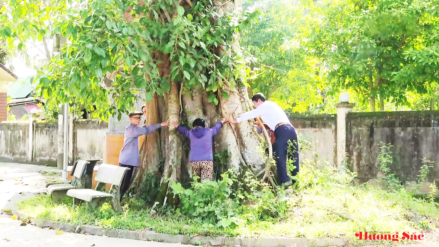 Bộ rễ cây đa cổ thụ hóa thân thành cổng làng – dấu ấn làng quê Việt Bộ rễ cây đa cổ thụ hóa thân thành cổng làng – dấu ấn làng quê Việt