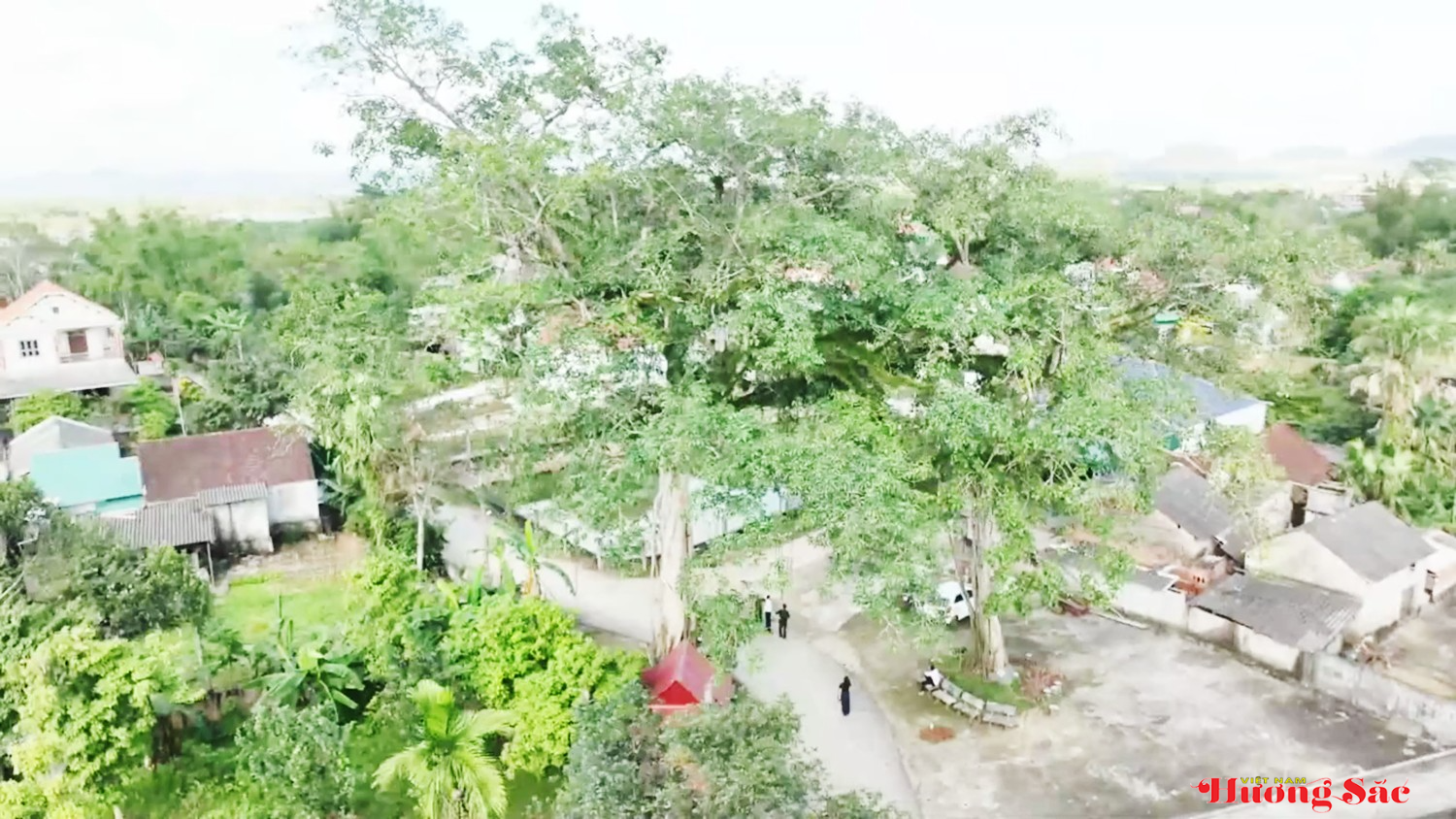 Bộ rễ cây đa cổ thụ hóa thân thành cổng làng – dấu ấn làng quê Việt Bộ rễ cây đa cổ thụ hóa thân thành cổng làng – dấu ấn làng quê Việt