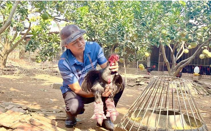Cận Tết Bính Ngọ 2026, “thủ phủ” gà Đông Tảo kích hoạt chế độ chăm sóc đặc biệt cho gà tiến Vua Cận Tết Bính Ngọ 2026, “thủ phủ” gà Đông Tảo kích hoạt chế độ chăm sóc đặc biệt cho gà tiến Vua