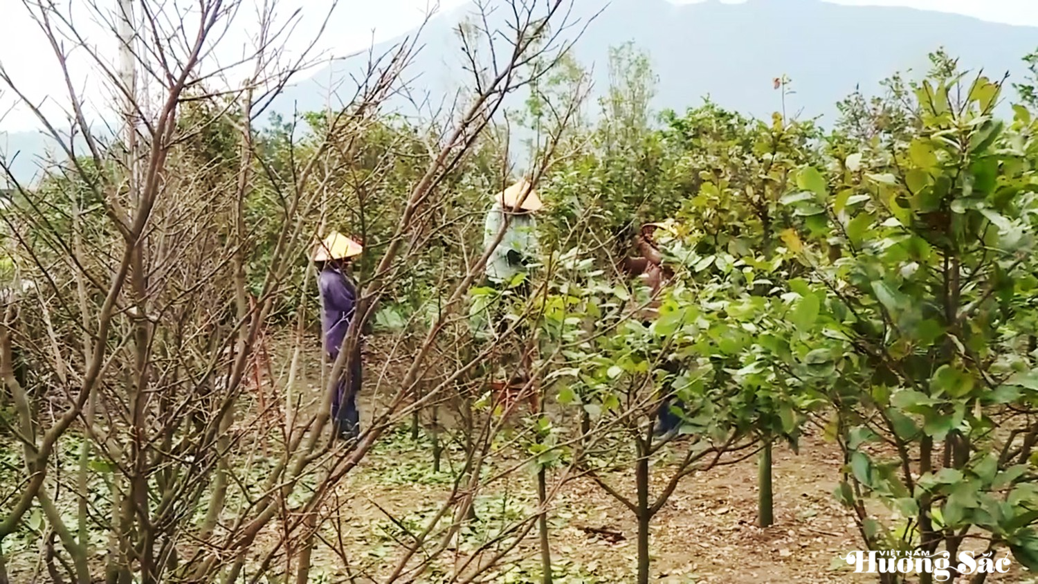 Làng mai vàng Hà Tĩnh tất bật xuống lá chờ xuân Bính Ngọ Làng mai vàng Hà Tĩnh tất bật xuống lá chờ xuân Bính Ngọ