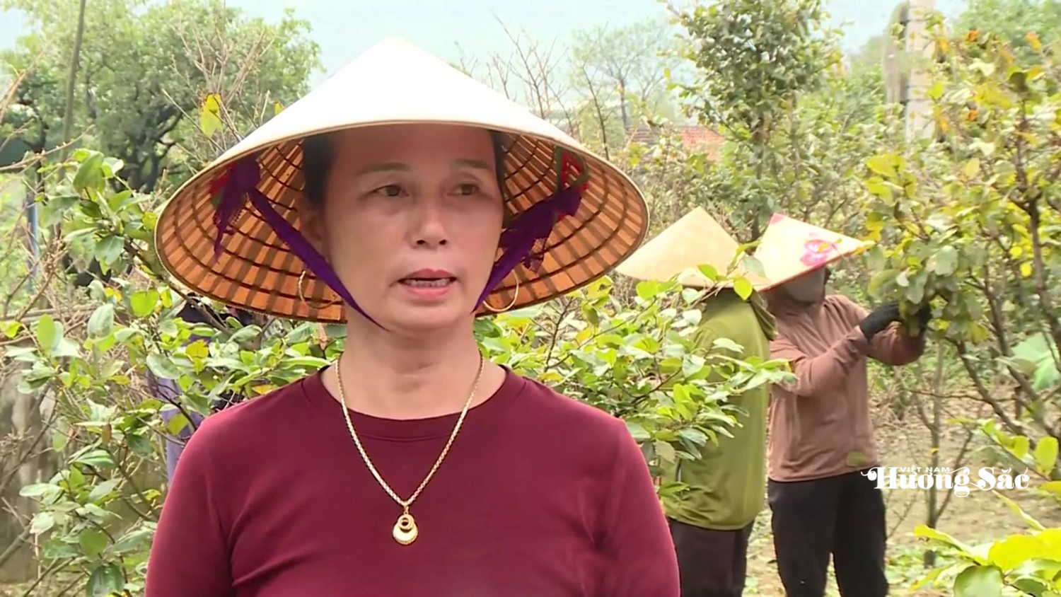 Làng mai vàng Hà Tĩnh tất bật xuống lá chờ xuân Bính Ngọ Làng mai vàng Hà Tĩnh tất bật xuống lá chờ xuân Bính Ngọ