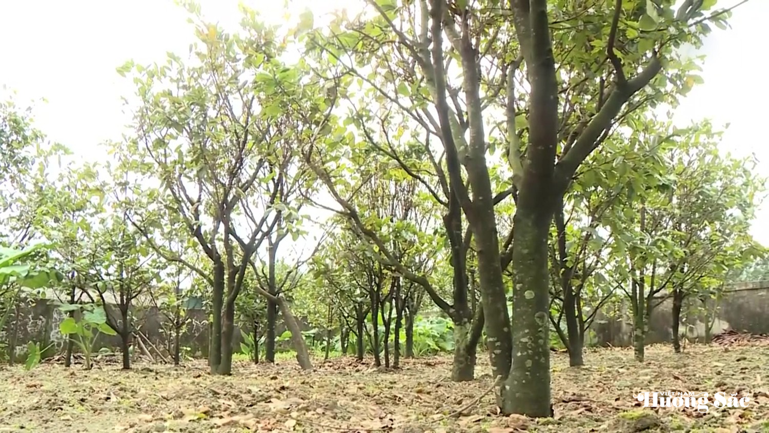 Làng mai vàng Hà Tĩnh tất bật xuống lá chờ xuân Bính Ngọ Làng mai vàng Hà Tĩnh tất bật xuống lá chờ xuân Bính Ngọ