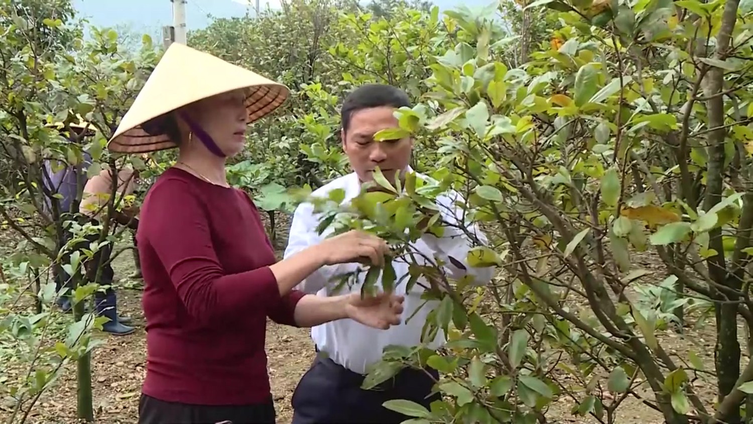 Làng mai vàng Hà Tĩnh tất bật xuống lá chờ xuân Bính Ngọ Làng mai vàng Hà Tĩnh tất bật xuống lá chờ xuân Bính Ngọ