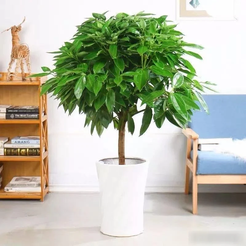Hai loại cây cảnh được ưa chuộng trong nhà khá giả: Vừa đẹp không gian, vừa gửi gắm niềm tin về tài lộc và bình an