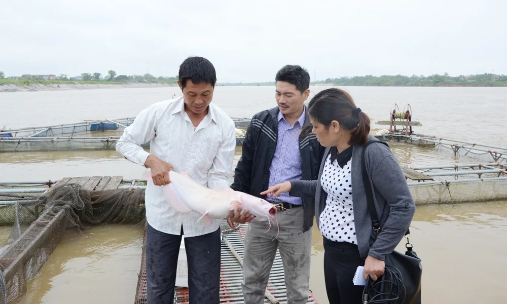 Nuôi cá thời 4.0 ở Bắc Ninh: Dùng sục khí tự động, camera giám sát để tăng năng suất