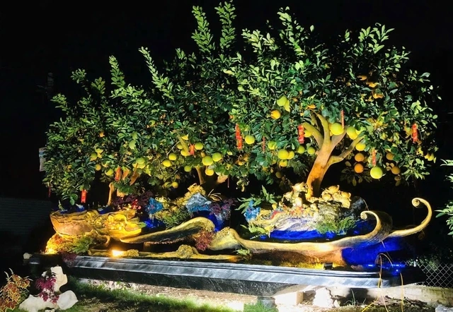 Chậu bưởi Diễn dáng “thuyền buồm” thu hút giới chơi cây cảnh