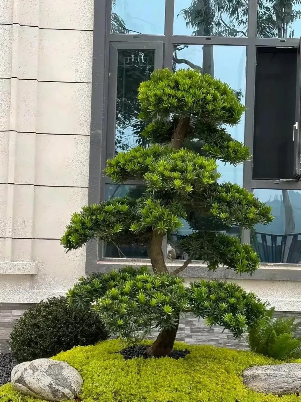 Vì sao người xưa nói dù sân vườn diện tích nhỏ, cũng nên trồng ít nhất một cây? Vì sao người xưa nói dù sân vườn diện tích nhỏ, cũng nên trồng ít nhất một cây?