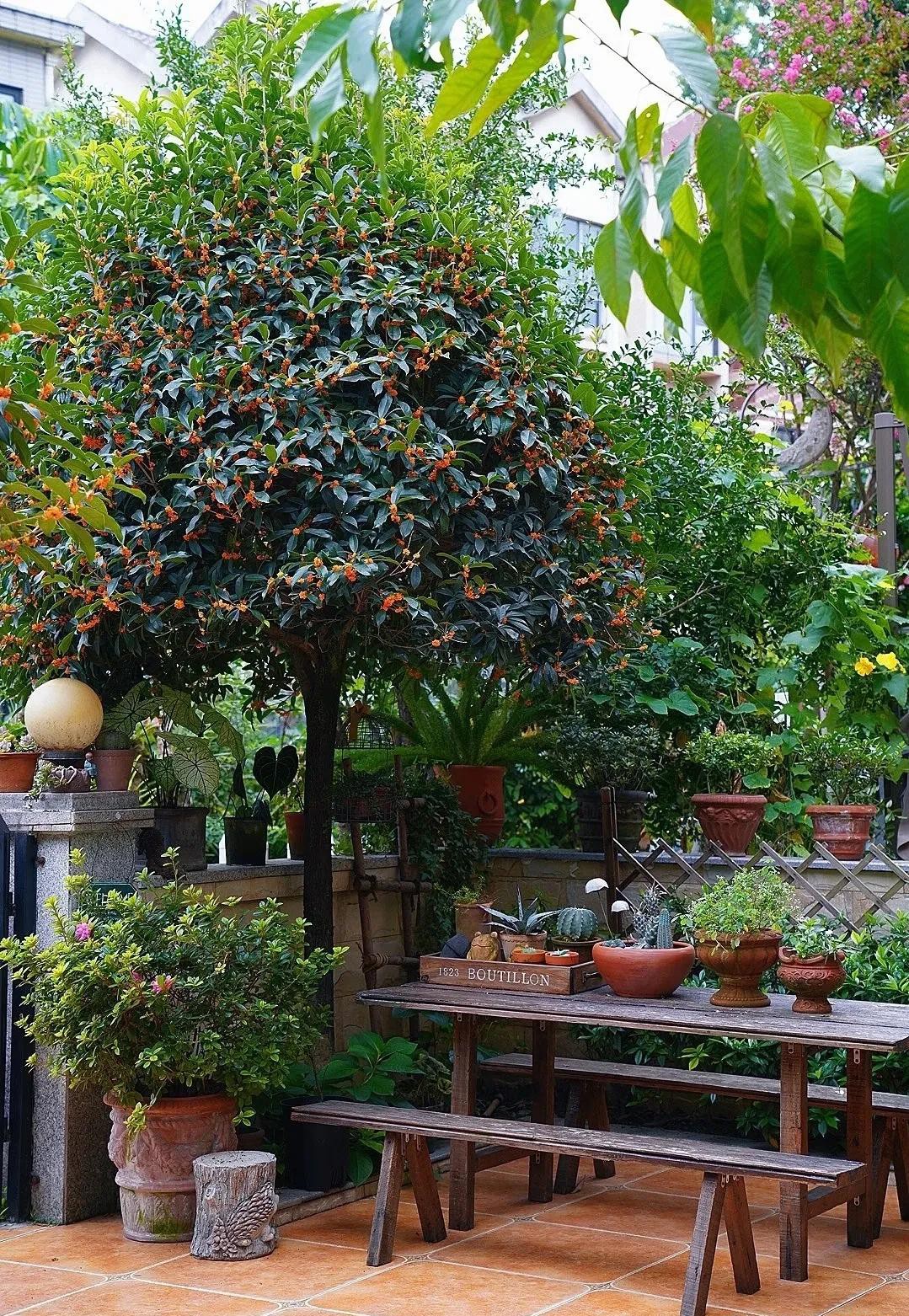 Vì sao người xưa nói dù sân vườn diện tích nhỏ, cũng nên trồng ít nhất một cây? Vì sao người xưa nói dù sân vườn diện tích nhỏ, cũng nên trồng ít nhất một cây?