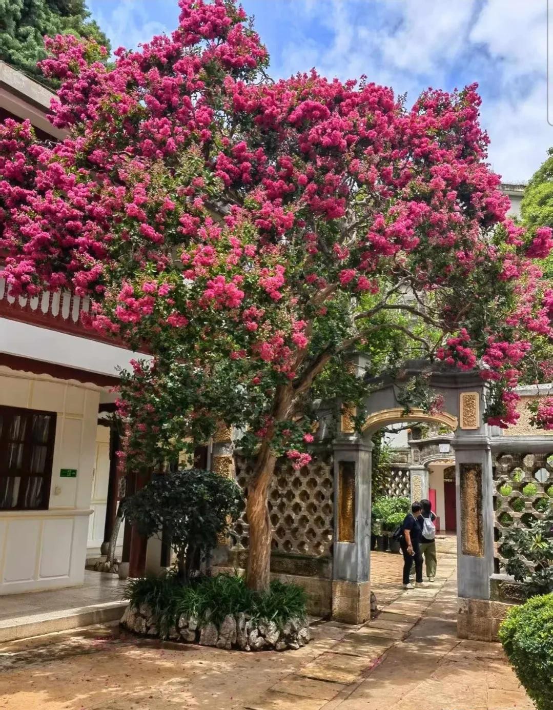 Vì sao người xưa nói dù sân vườn diện tích nhỏ, cũng nên trồng ít nhất một cây? Vì sao người xưa nói dù sân vườn diện tích nhỏ, cũng nên trồng ít nhất một cây?