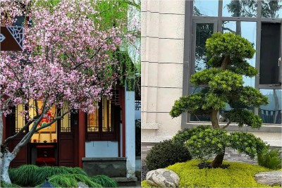 Vì sao người xưa nói dù sân vườn diện tích nhỏ, cũng nên trồng ít nhất một cây?