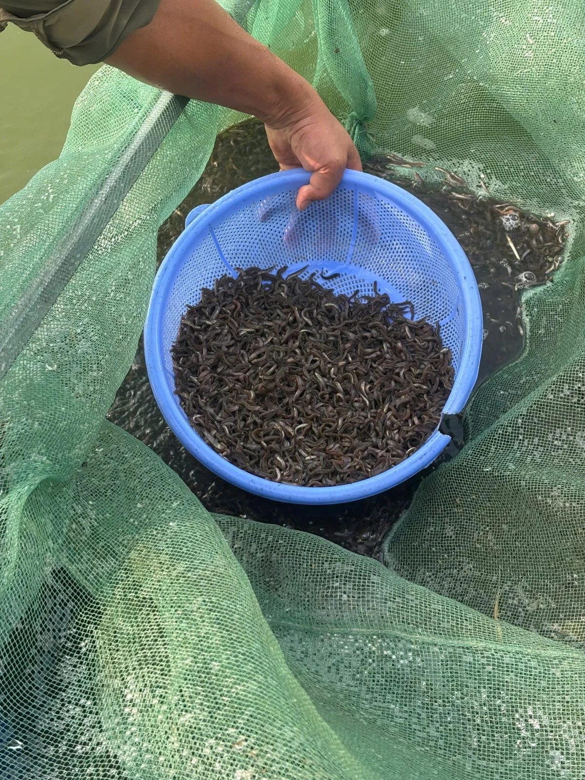 Nuôi cá chạch đồng trong ao đất ở Ninh Bình: Mỗi vụ 4–5 tháng, năng suất tới 30 tấn/ha Nuôi cá chạch đồng trong ao đất ở Ninh Bình: Mỗi vụ 4–5 tháng, năng suất tới 30 tấn/ha